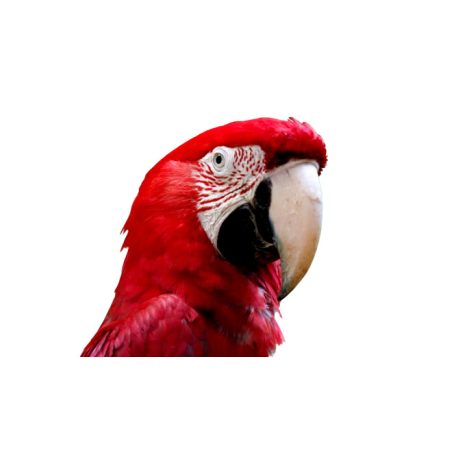 TsoTso 